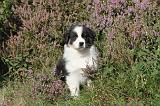 BERGER AUSTRALIEN PUPPIES 002